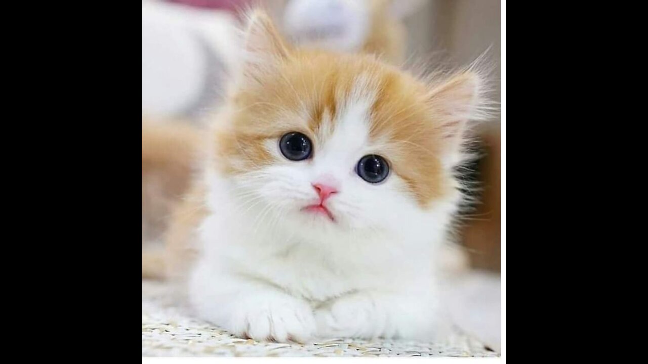 Baby Cats Cute And Funny Cat