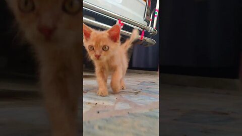 Cute Cats🐈‍⬛😘🥰#cats#cutecat#cutecatshorts#pets#cutepets#funnycats#viral#tiktok#viralvideo#funnycats