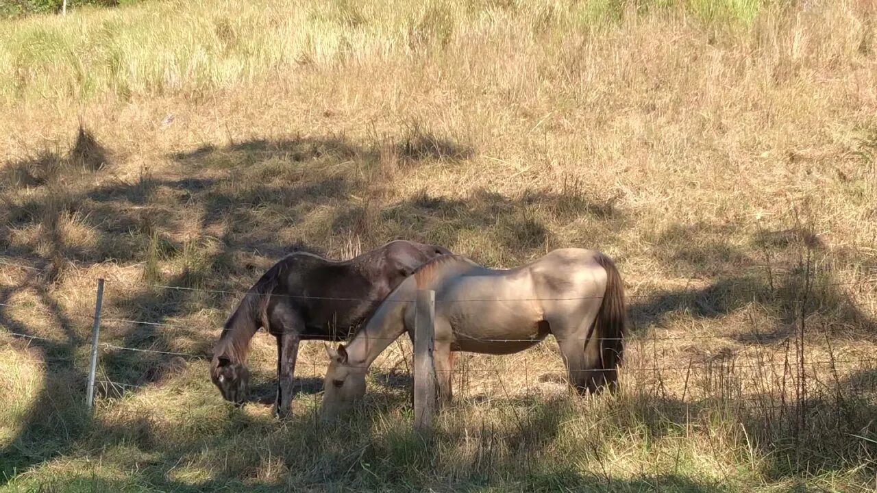 Penny and Arthur eating hay in the Autumn Sun. Arthur looks a bit better