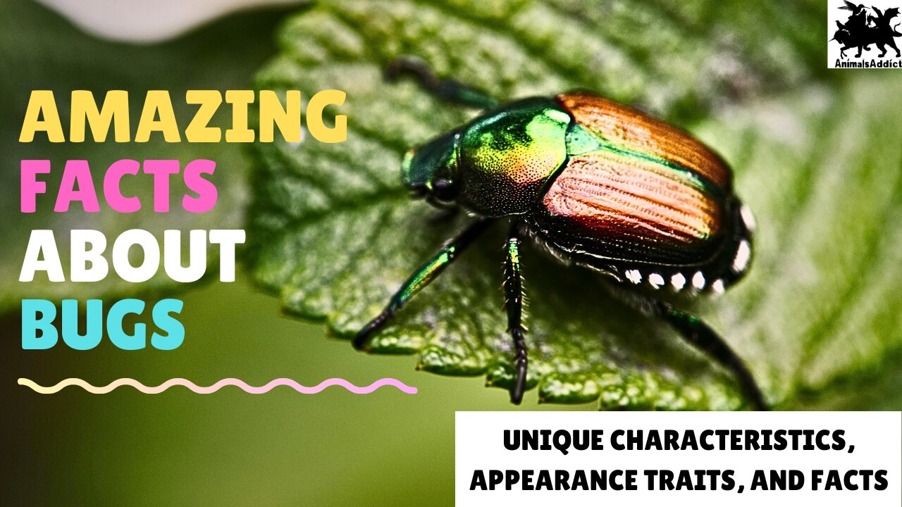 Amazing Facts About Bugs| Insect Bug Videos | Bugs Facts Characteristic And Traits | Animals Addict