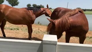 Roadside Horse Herd Behavior - Saw These Cute Yearlings While Driving & Decided To Visit