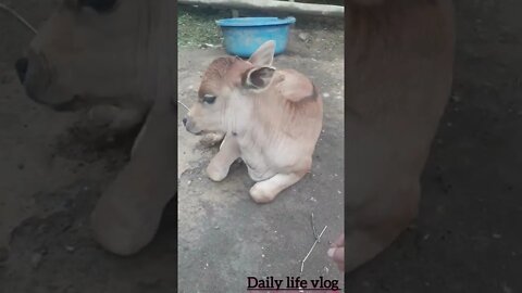Oh my god the baby is lying outside