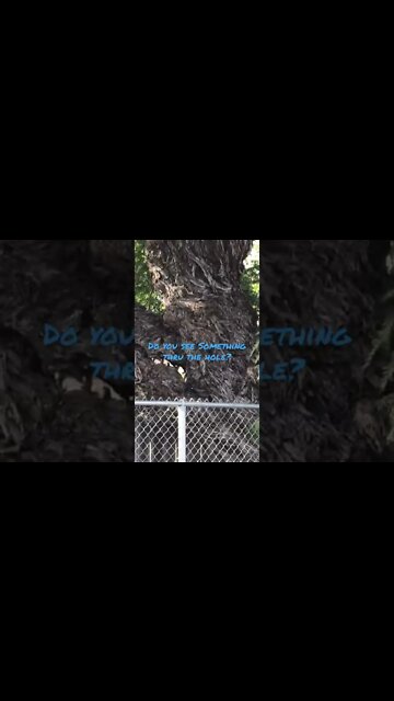 Inspiring nature all around us [Tree has natural hole going thru it] #shorts