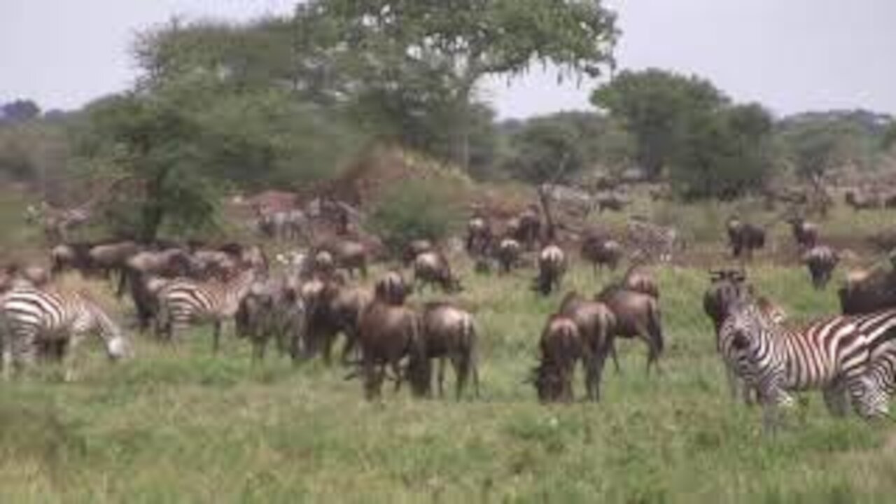 Wildebeests and Zebras