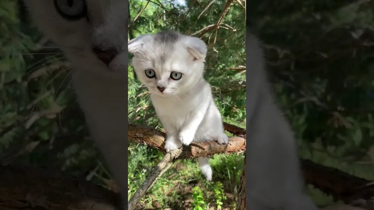 cute kitten 😹 funny videos @🏝 تفكر في خلق الله ﷻ 🏝