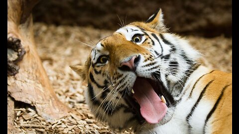 Funny animals compilation. What if that tiger decides he don’t wanna high five 😅