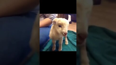 Wee #foryou #foryoupage #funny #viral #wee #animals #funnyvideo #fun#fypage #funnyanimals