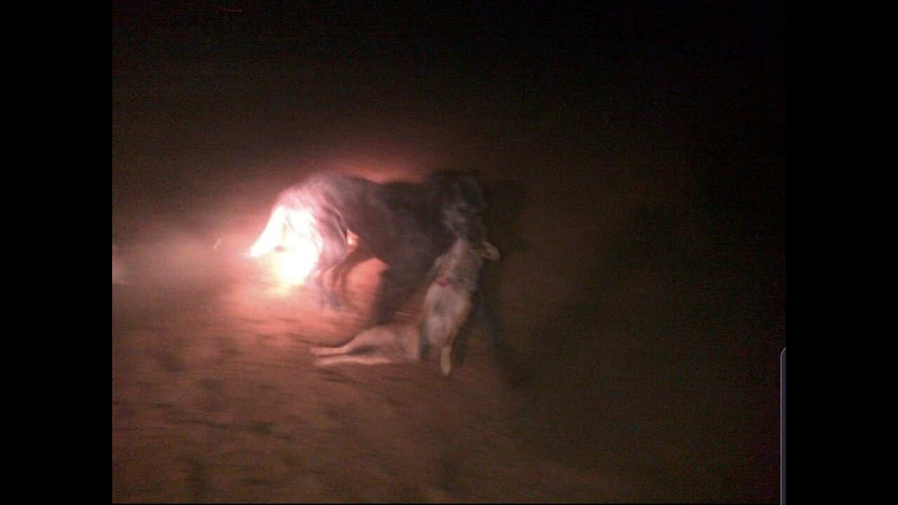 The Steekhaar Boerwindhonde