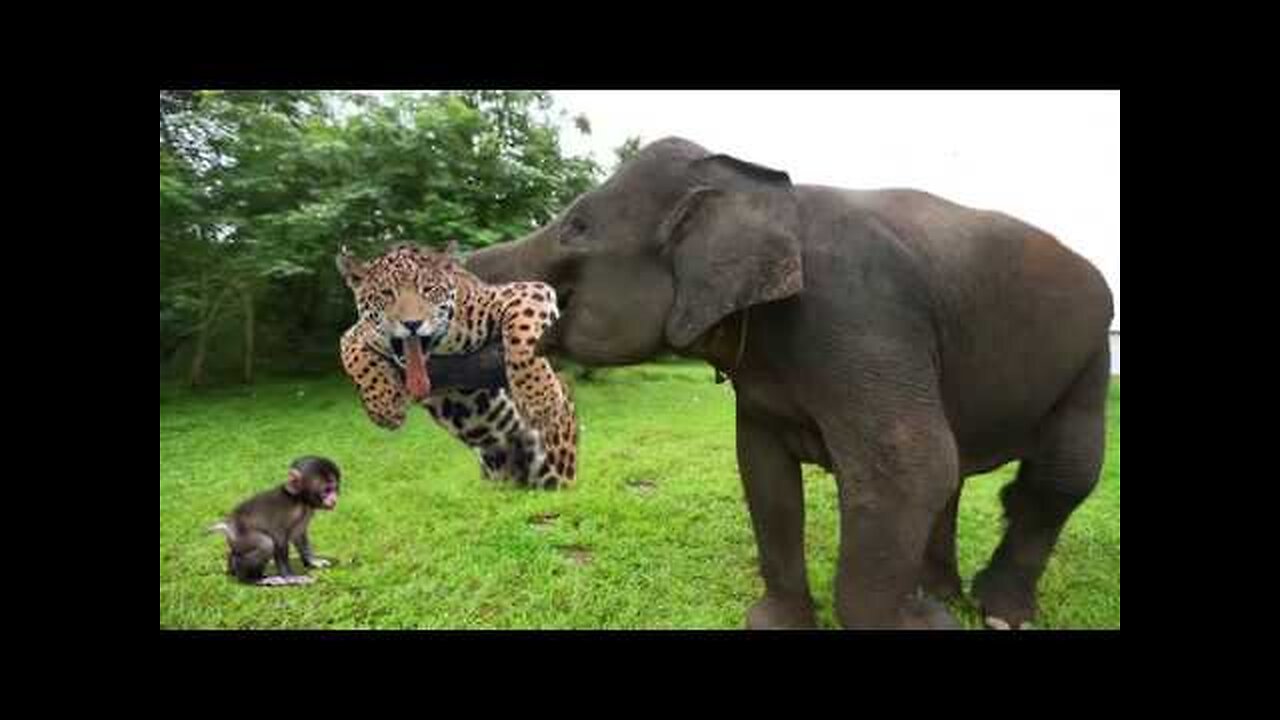 Elephant Of The God! Elephant Herd Rescue Baby Monkey From Leopard Huning #Rumble my new