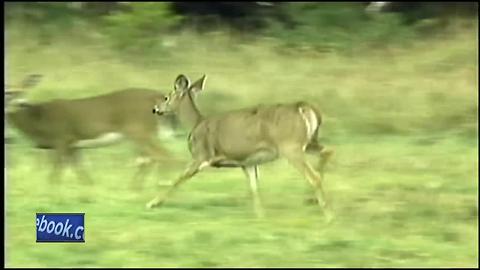 Assembly set to relax deer baiting-feeding ban