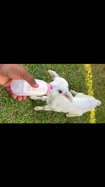 Why Is Excited Little Susie Spilling Milk While Bottle Feeding