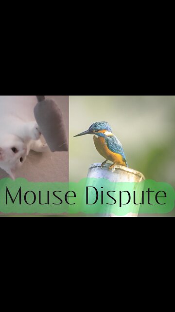 Mouse dispute