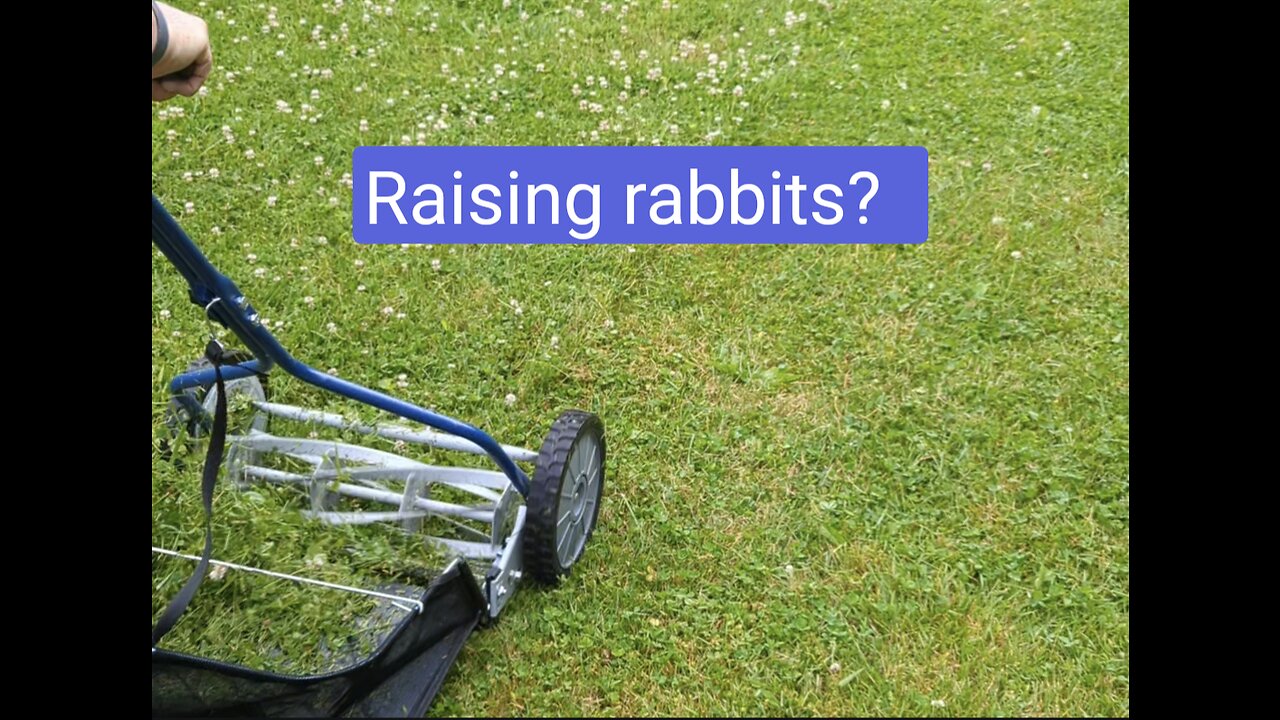 Raising rabbits?