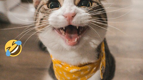 Funny animal videos 2023 - Funny cats/dogs - Funny animals
