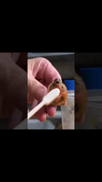 🐶Weeee Cães Gatos Fofos #shorts