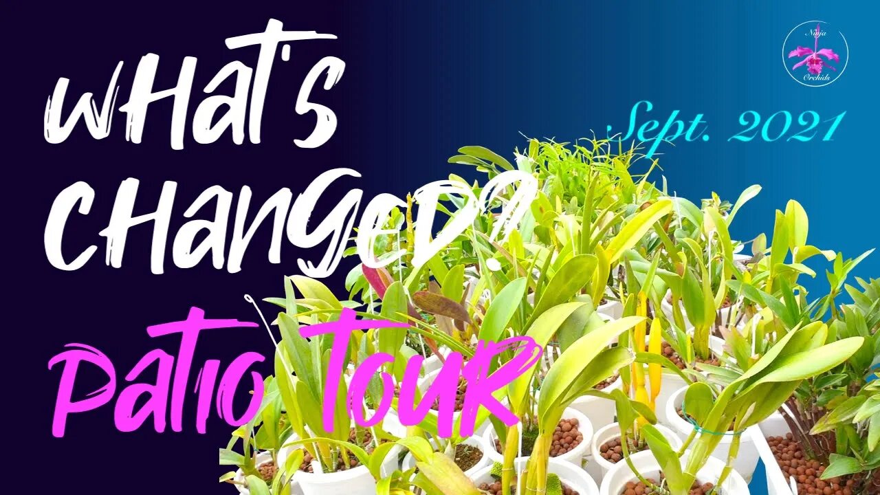 September 2021 Patio Tour | Orchids, orchids everywhere! 😍