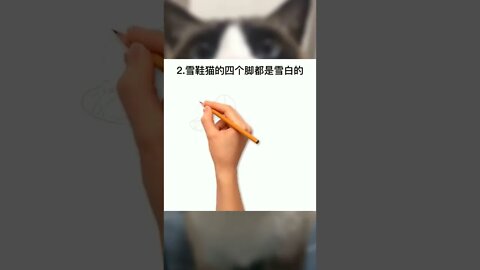 你对雪鞋猫了解多少？#萌宠#猫#猫咪#喵星人