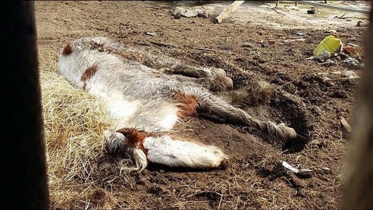 She was lying exhausted completely in the mud and barely breathing