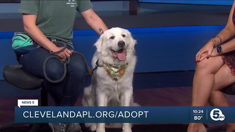 Cleveland APL Pets of the Weekend: Joshua the dog and Juniper the bunny