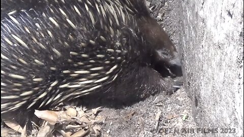 AUSTRALIAN ECHIDNA WALKABOUT