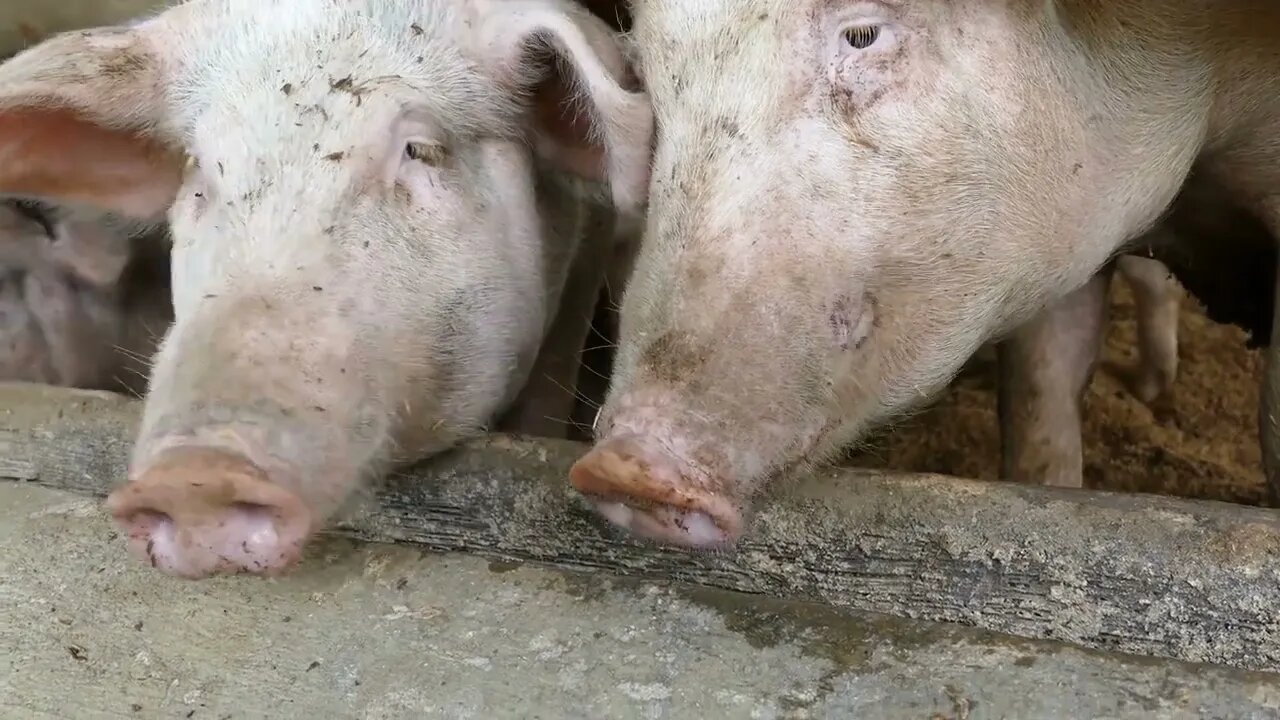 Three very curious pigs at a farm in the Philippines