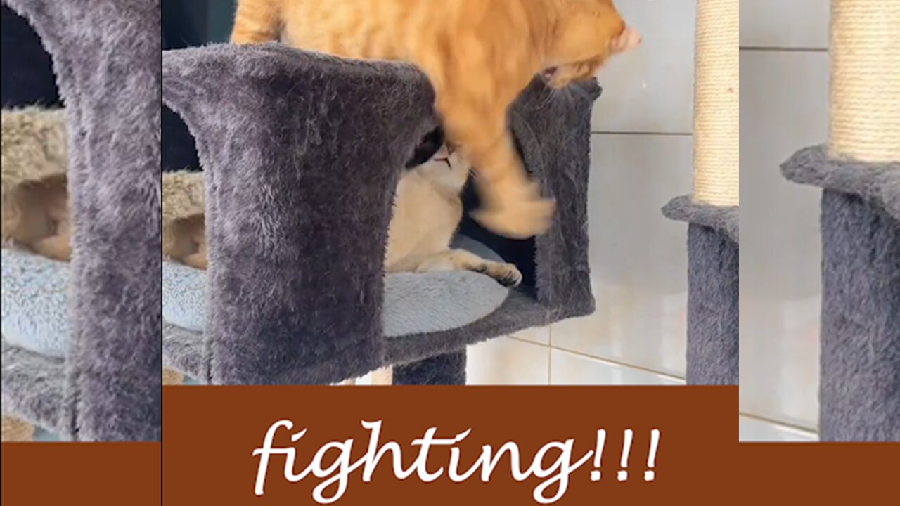 Cat Funny Fight