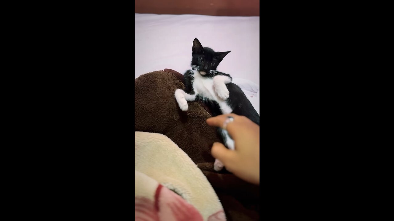 Cats