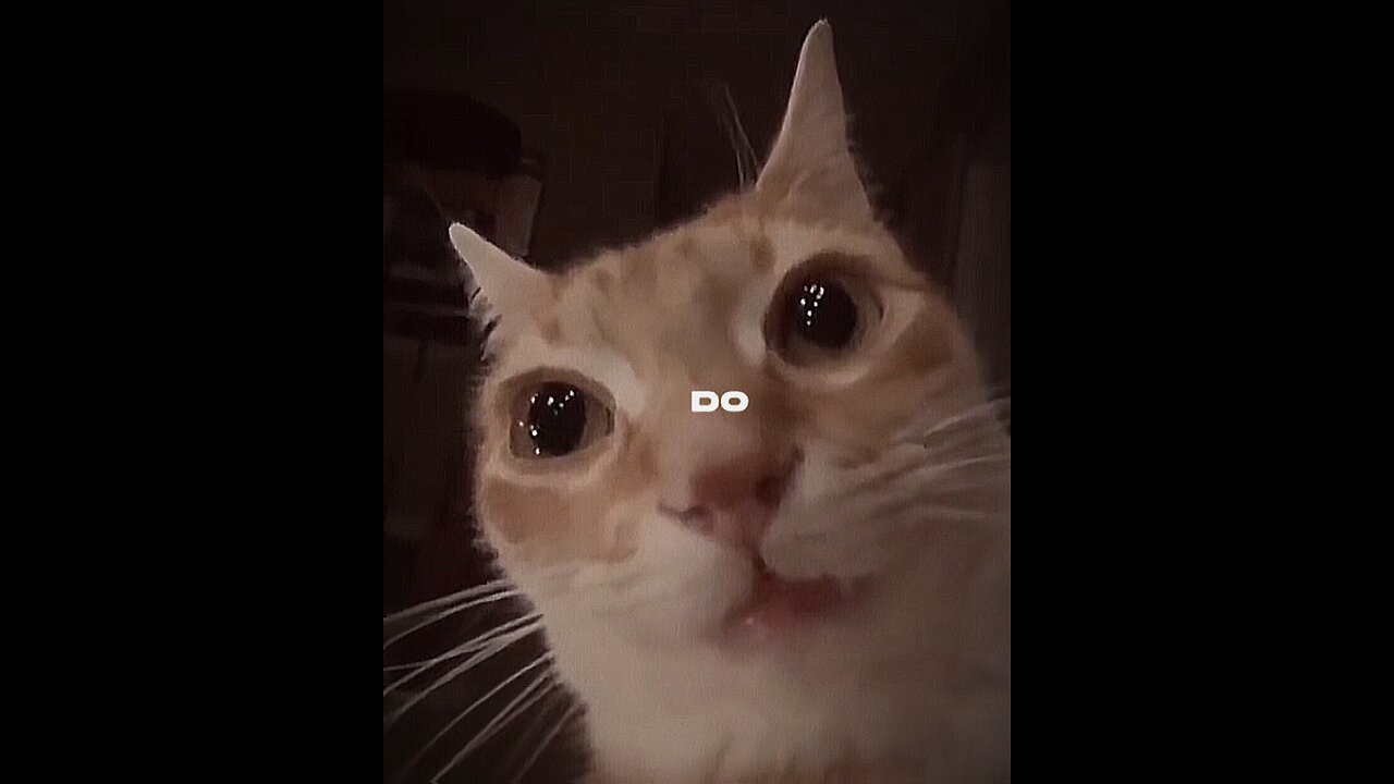 Cat: Do I look good?