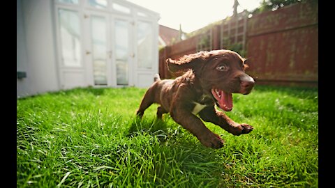 Slow motion pictures of dogs