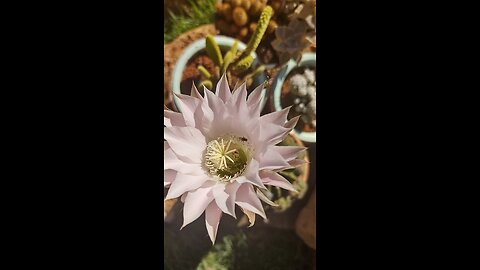 Flor de cactos