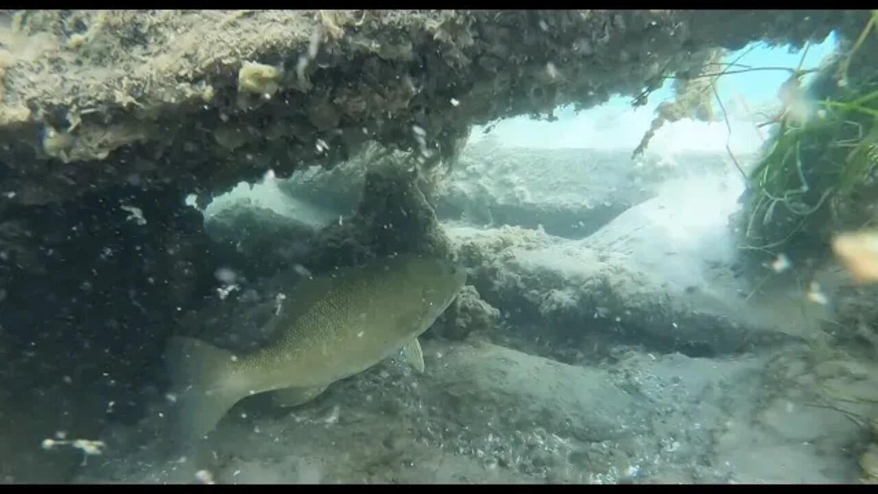 Adelaide shipwreck strangled