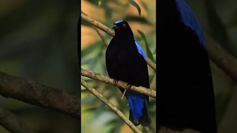 ❣️cutest birds photography🦩 composition #birdsphotography #cutebirds