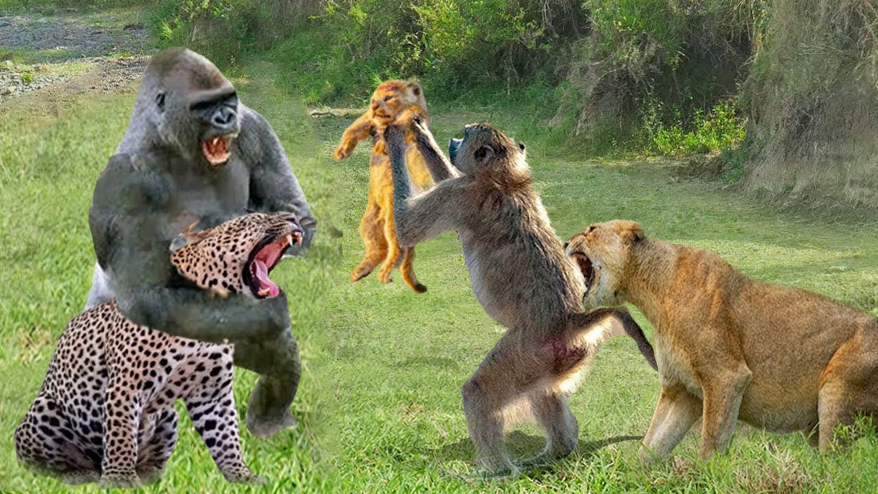 Troublemakers! Baboons Like Stealing Cubs From Leopard And Lion, Making Other Animals Get Mad...