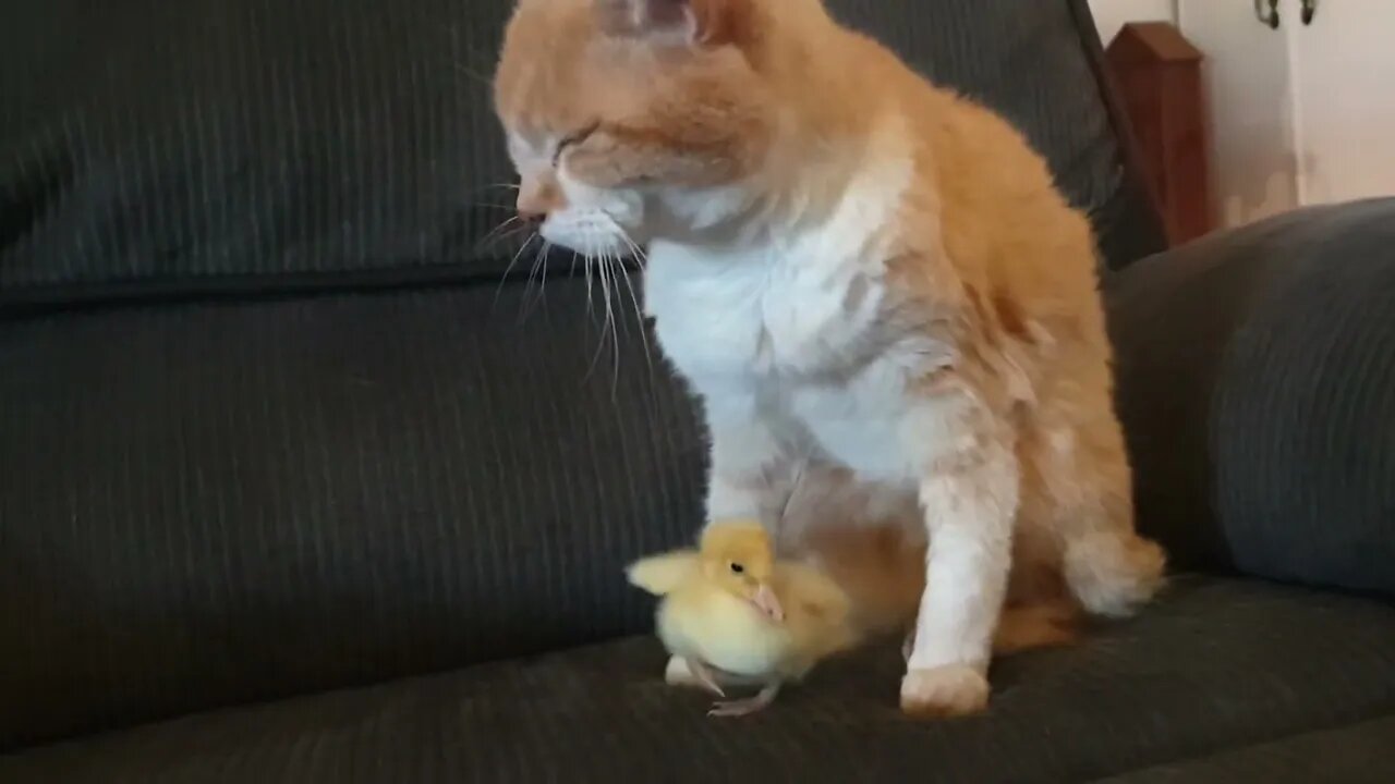 Cat cleaning his Duck while keeping him company