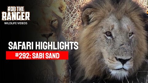 Safari Highlights #292: 13 - 17 Sep 2014 | Sabi Sand Nature reserve | Latest Wildlife Sightings