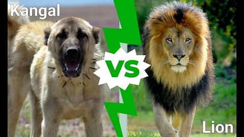 Dog fights with a Lion. Hillarious