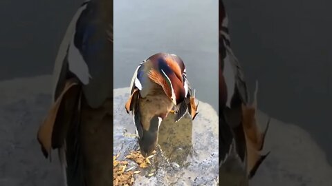 Mandarin Ducks..🦆😍