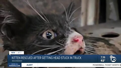 Kitten rescued in Escondido after getting stuck in truck's frame