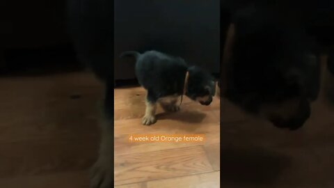 4 week old Orange female #shorts
