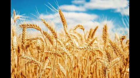 Food Shortages Will Be Returning {●} Here's Why