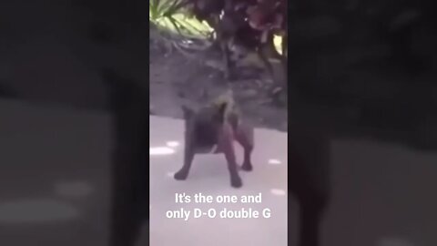 MEME is the one and only D-O double G #shorts