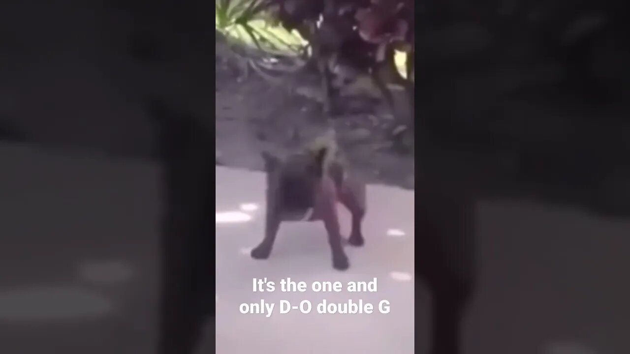 MEME is the one and only D-O double G #shorts