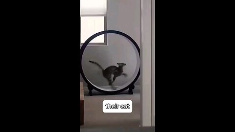 The two types of cats