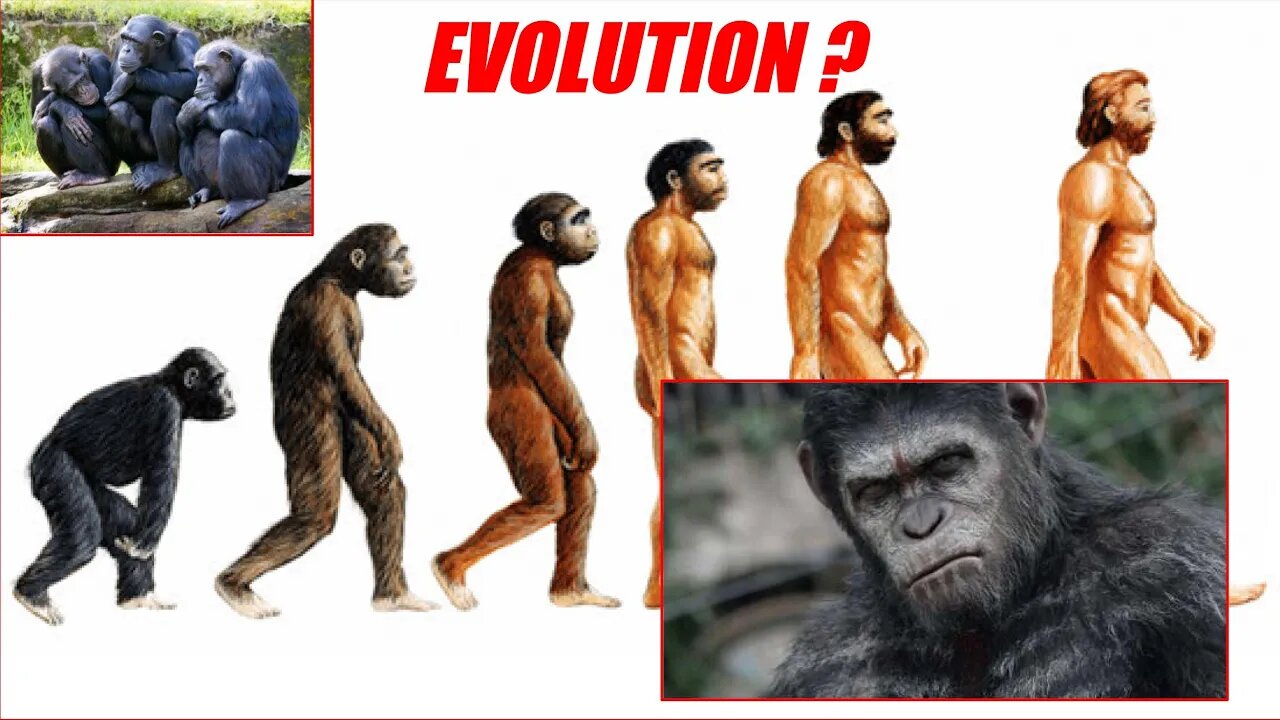 Did God create monkeys, does man descend from monkeys (apes) ? | Zouloula100 English