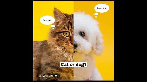 Cute Funny Dogs & Cats