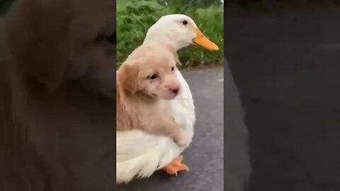 🐕 Puppy Playing with Duck🦆#shorts