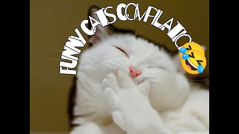 Funny cats Compilation 2023 to hold back Laughter 😂 - Funny Cats Life