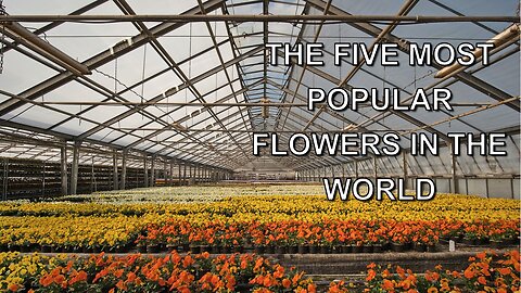 The Five Most Popular Flowers in the World 🌸🌹