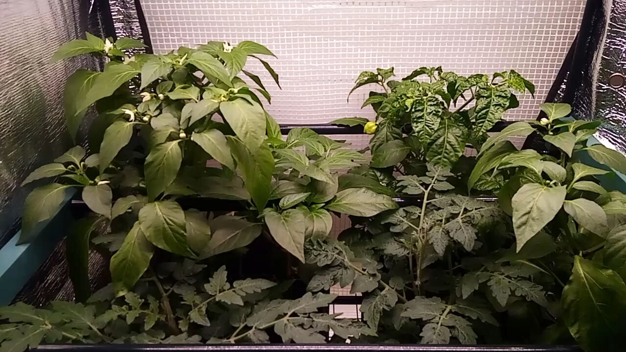 Wild Urban Gardens 2023 - Indoor Greenhouse has Peppers Growing!