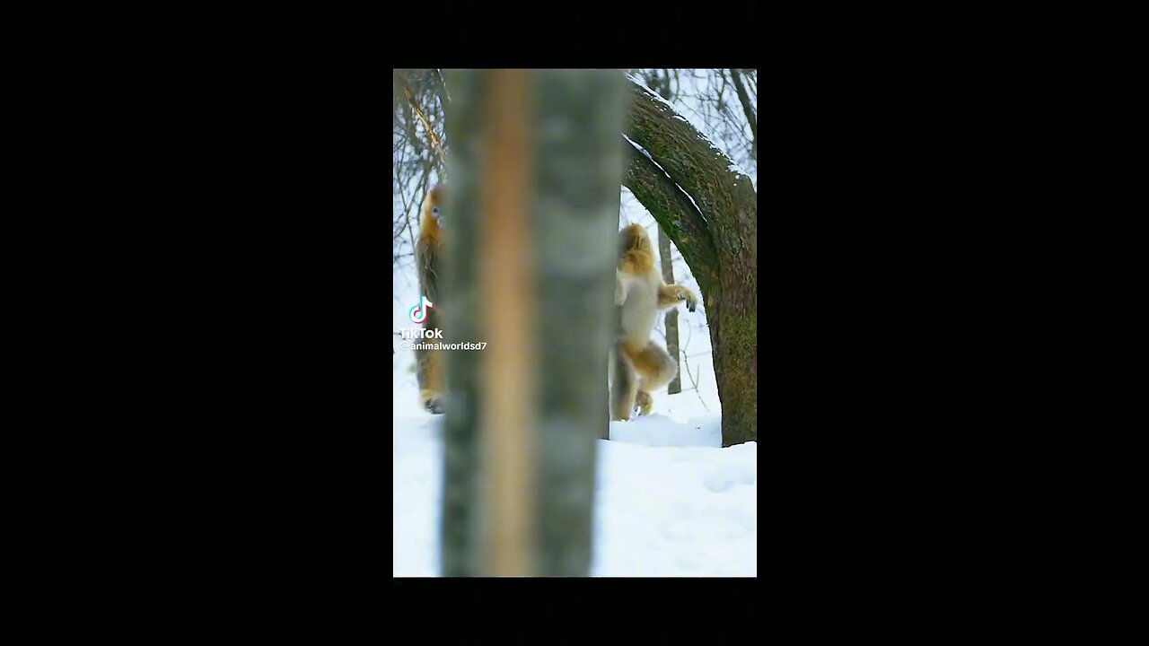 snow monkeys